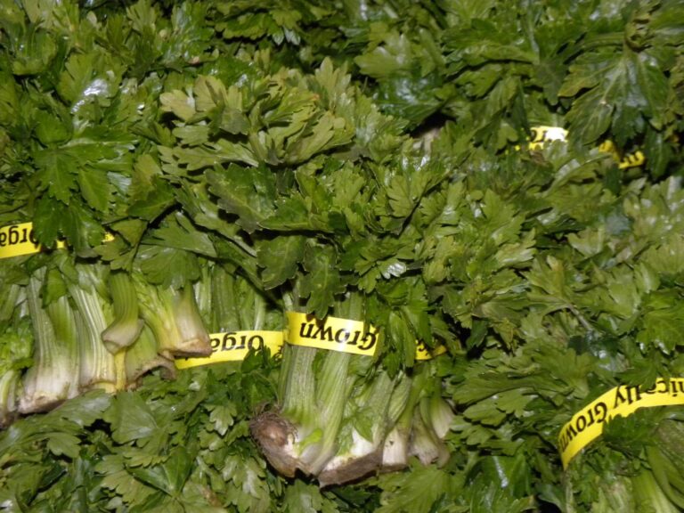 Celery Leaves Sage Mountain Farm