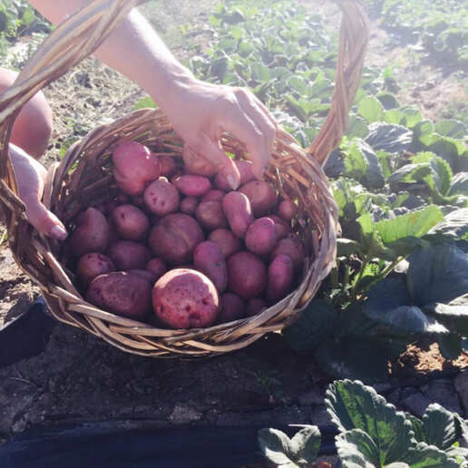 Organic Produce: Potatoes