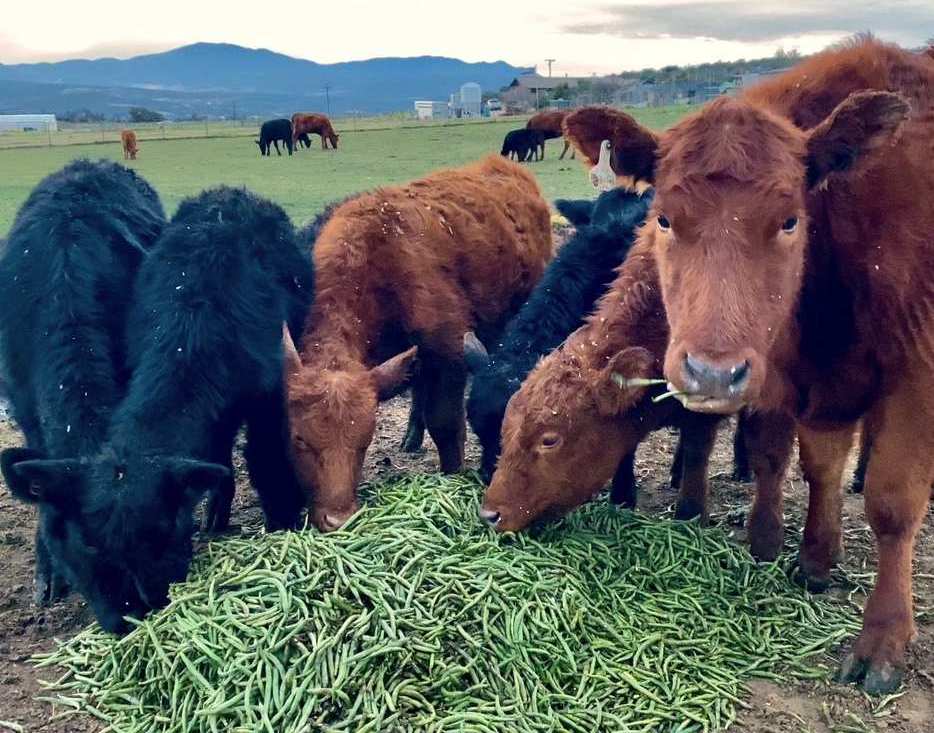 Cattle Beans ??????????