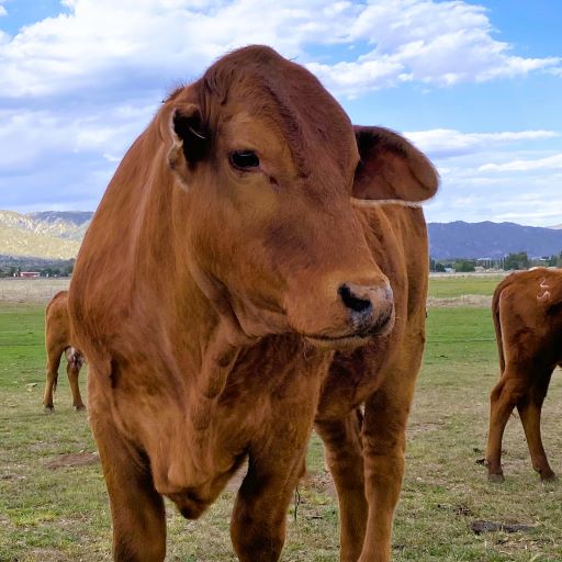Pastured Cerveza Beef