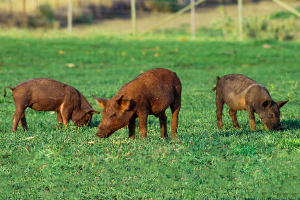 Grazing Heritage Pigs on the pasture at our small family farm, Sage Mountain Farm in Anza, CA