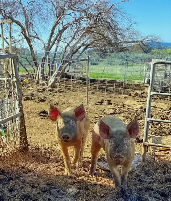 Heritage Pigs at our small family farm in Anza, Ca trampling cardboard boxes into fertilizer
