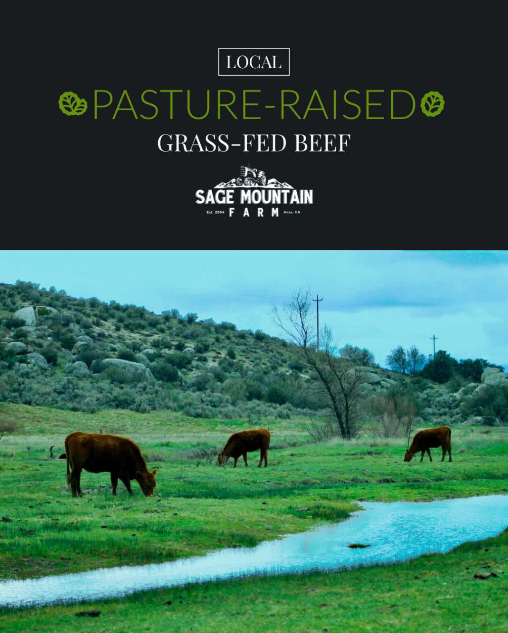 Grazing Grass-fed Grass-finished cattle at Sage Mountain Farm in Anza, CA