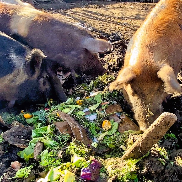 Heritage Pigs eating fresh vegetables from Feeding San Diego and crop losses from our small family farm