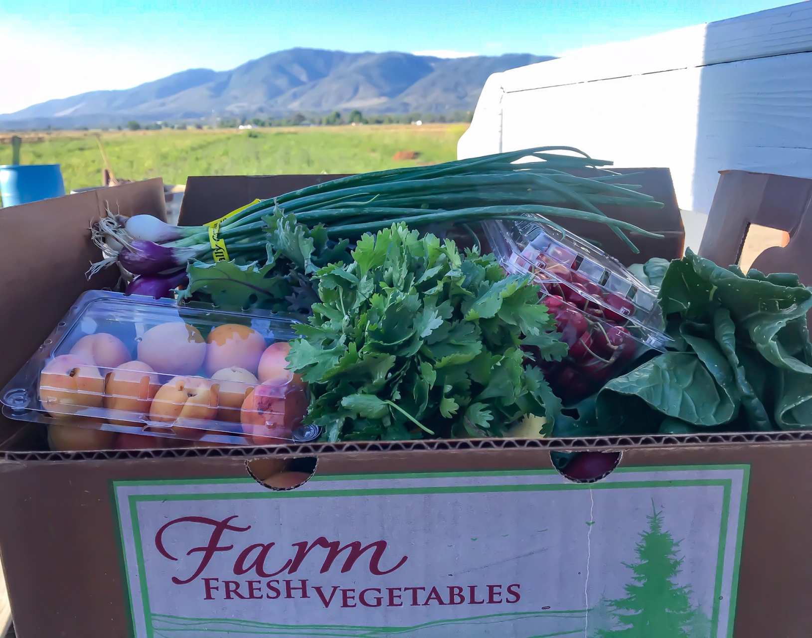 Csa Community Supported Agriculture Csa Community Supported Agriculture