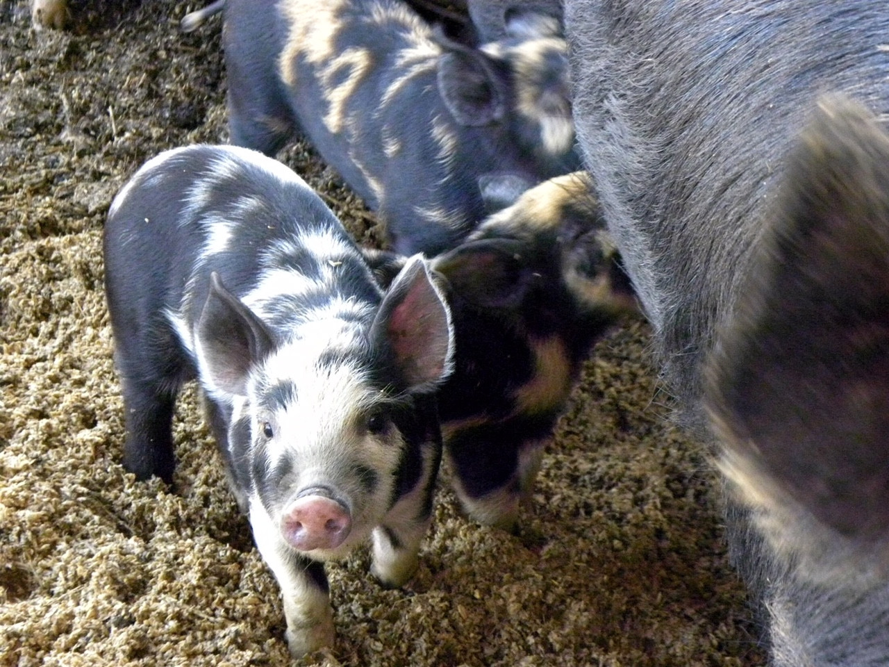 Heritage Pork