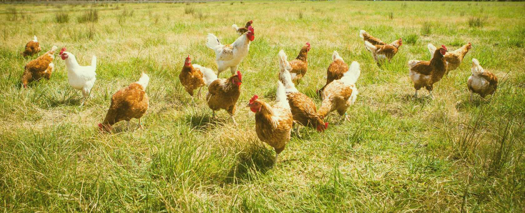 Pastured Poultry