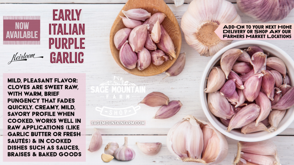 Early Italian Purple Garlic (1)