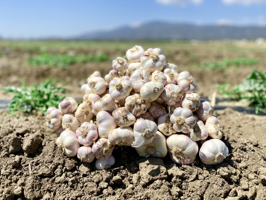 Early Italian Purple Garlic