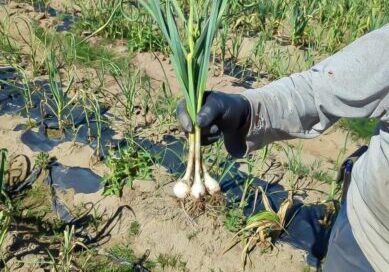 Green Garlic 2023 4